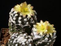 Thumbnail of 0552_Copiapoa hypogaea_20160725(1).JPG